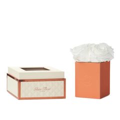 Montagé Petite White Luxury Preserved Roses